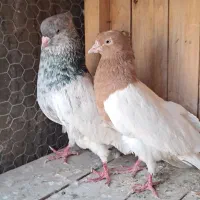 نر کله الماسی ماده کل زرد