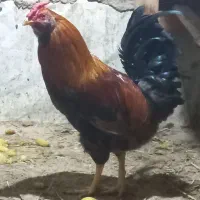 خروس گلین