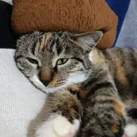 گربه پلنگی خانگی قیمت توافقی|گربه|بجنورد, |دیوار