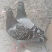 جوجه المانی
