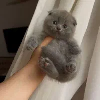 بچه گربه های سلامت iran cats|گربه|کرمانشاه, |دیوار