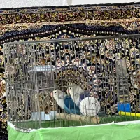 طوطی برزیلی خوش رنگ|پرنده|پاوه, |دیوار