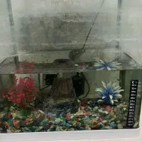 اکواریوم با ماهی گوپی