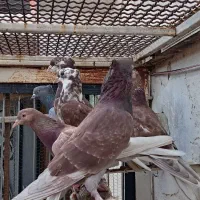 کبوتر قرمز پرشی|پرنده|قائمشهر, |دیوار