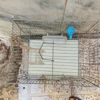 قفسه پرنده|لوازم جانبی حیوانات|مشهد, شهید بهشتی|دیوار