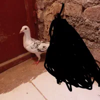 ماده کفتر|پرنده|بیرجند, |دیوار