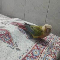 گرینچیک نیمه دستی|پرنده|گنبد کاووس, |دیوار
