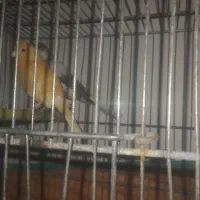 قناری .مست مست