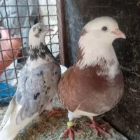 یه جفت شازده سرخ و هفت رنگ