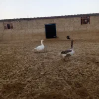 غاز