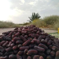 فروش خرما