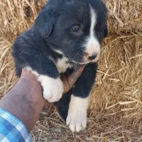 توله سگ قدریجونی|سگ|دهاقان, |دیوار