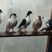 کبوتر چادری|پرنده|رشت, بازار|دیوار