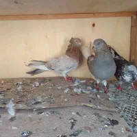 ۴ عدد کبوتر صید شده|پرنده|اردبیل, |دیوار