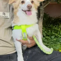 سگ گمشده حدود یکماه پیش،محدوده شیراز|سگ|شیراز, حومه شیراز|دیوار