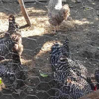 ۲مرغ و ۱خروس آمروک جوان فروشی