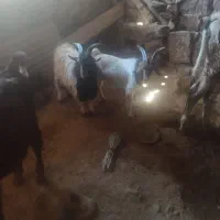 دوتا بیگ چاق|حیوانات مزرعه|لالی, |دیوار