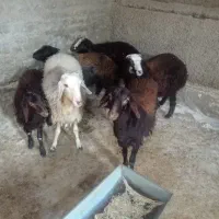 گوسفند بره نر