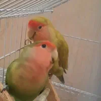 طوطی برزیلی نر و ماده