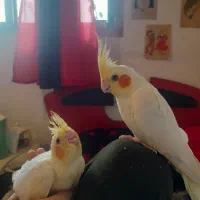 جوجه عروس هلندی لوتینو