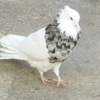 نر الماسی تک وسفیدنر و ماده شکلاتی|پرنده|کوهدشت, |دیوار