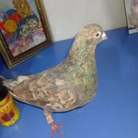 کبوتر گمشده