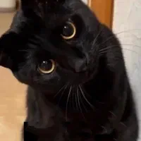 واگذاری گربه ماده هشت ماهه