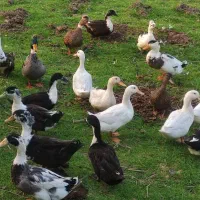 اردک چاق|حیوانات مزرعه|ماکلوان, |دیوار