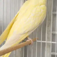 عروس هلندی ماده فوق زعفرونی غلیظ جوان ۵ تخم