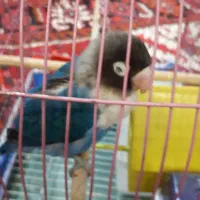 طوطی کوتوله اهلی|پرنده|تبریز, |دیوار