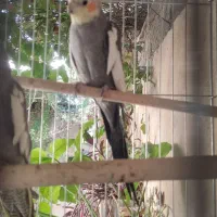 عروس هلندی بشرط مولد بودن|پرنده|آبدانان, |دیوار