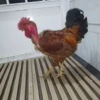 خروس گردن لخت جوان و درشت