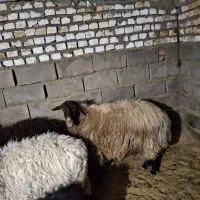 میش بوری فول چاغ فروشی