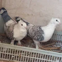 کبوتر رنگی