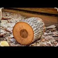 خرید انواع چوب ودرختان خشک وتر باقیمت نقد