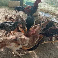 مرغ و خروس|حیوانات مزرعه|سعدآباد, |دیوار