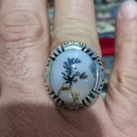 انگشترشجرقاعن تک درخت رکاب زنجان