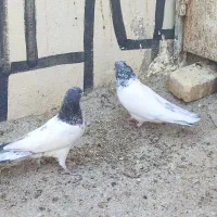 نرو ماده تک پر ساعتی|پرنده|شیراز, کاراندیش|دیوار