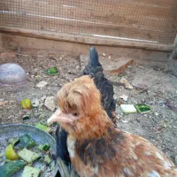 مرغ و خروس کلاهی