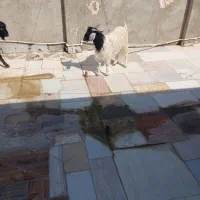 بزغاله نر فقط تماس بگیرید الگی مزاحم نشو|حیوانات مزرعه|سراوان, |دیوار