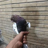 کفتر سینه سیاه|پرنده|مشهد, کوی دروی|دیوار