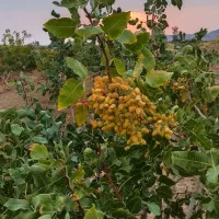 فروش باغ پسته احمد آقایی