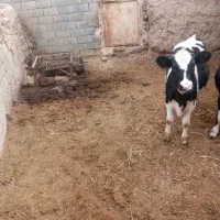 دوراس گاویک راس گوساله ماده ۷ماهه|حیوانات مزرعه|تربت جام, جلگه موسی آباد|دیوار