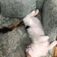 گربه DLH 6 ماهه