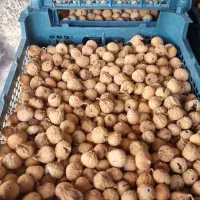 انچیرسفید گوشتی در کوار|خوردنی و آشامیدنی|شیراز, بید زرد|دیوار