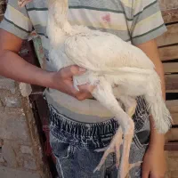 جوجه و خروس لاری اصیل