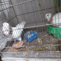 جفت طوقی|پرنده|بهار, |دیوار