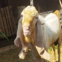 پازن