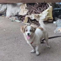 پاکوتا ایشپیتز|سگ|تبریز, |دیوار