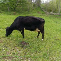 گاو شیری تازه آبستن کرده